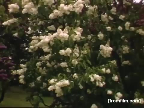 The still depicts a lush tree in bloom, filled with clusters of white flowers. The vibrant greens of the foliage suggest a spring or summer setting, typical of the regional landscape between Rochester and Niagara Falls during the late 1940s. The natural beauty and tranquility captured in this moment reflect the nostalgic essence of home movies from that era.