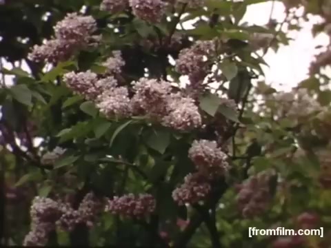 The still from 'Home Movies: Rochester/Niagara Falls 1948-1950' features a close-up view of lilac blooms on a bush. The scene captures the delicate, light purple flowers amid lush green leaves, evoking a sense of spring and nature's beauty. The soft colors and focus highlight the tranquil atmosphere typical of home movie footage from that era.