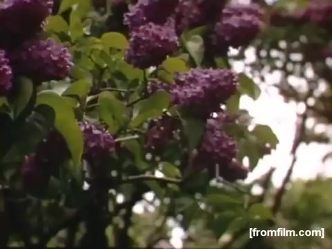 The still captures a lush scene of lilac flowers in full bloom, surrounded by vibrant green leaves. The colors are rich and evocative, reflecting the natural beauty of the Rochester/Niagara Falls region during the late 1940s. The focus on flora suggests themes of simplicity and the passage of time in everyday life.