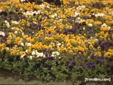The still from 'Home Movies: Rochester/Niagara Falls 1948-1950' features a vibrant, blooming garden scene filled with a mix of yellow, white, and purple pansies. The colorful arrangement captures the lushness of the flowers, likely depicting a serene outdoor setting characteristic of the era. The composition emphasizes the beauty of nature, typical of the home movie style from that time.
