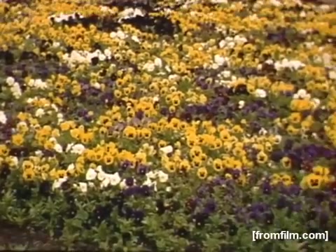 The still features a vibrant and lush flower garden filled with a variety of blooms, predominantly in shades of yellow, white, and purple. The colorful floral display reflects the aesthetics of the late 1940s, capturing the natural beauty and possibly the charm of public parks in the Rochester/Niagara Falls area during that period. The scene conveys a sense of serenity and highlights the pastoral landscape typical of home movie captures from that era.