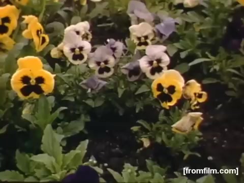 The still features a vibrant display of pansy flowers in various colors, predominantly yellow and purple. Set against a green backdrop, the image captures the lush landscape typical of the 1948-1950 era in Rochester and Niagara Falls, reflecting a sense of natural beauty and tranquility from the time period.