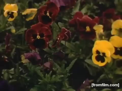 The still captures a vibrant display of pansies in various colors, including deep reds and bright yellows. The lush greenery creates a lively backdrop, emphasizing the springtime beauty of the flowers. This scene likely reflects the everyday life and natural beauty found in the Rochester/Niagara Falls area during the late 1940s.