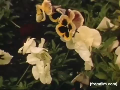The still from 'Home Movies: Rochester/Niagara Falls 1948-1950' features a close-up of vibrant flowers, specifically pansies, showcasing their rich colors and delicate petals. The floral composition hints at the beauty of nature in the Rochester or Niagara Falls area during that period, reflecting the simple yet captivating elements of everyday life captured on film.