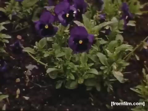 The still from 'Home Movies: Rochester/Niagara Falls 1948-1950' features a close-up view of vibrant purple pansy flowers amidst lush green foliage. The focus on the flowers highlights their color and detail, capturing a serene moment in a garden setting. This image reflects the everyday beauty and the natural environment of that period.