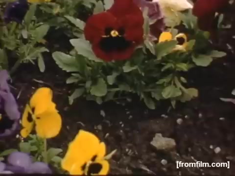 The still features a close-up view of vibrant flowers, including red, yellow, and purple pansies. The colorful blooms are set against lush green foliage, highlighting the beauty of nature. This imagery likely captures a serene moment reflecting the environment in Rochester or Niagara Falls during the late 1940s to early 1950s, emphasizing the charm of everyday life in that era.