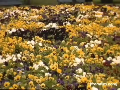 The still features a vibrant array of blooming flowers in various shades, predominantly yellow, purple, and white, creating a picturesque floral display. This image captures the essence of natural beauty and seasonal vibrancy, typical of the era depicted in 'Home Movies: Rochester/Niagara Falls 1948-1950.'