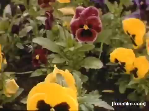 The still features a vibrant display of pansies, showcasing a mix of yellow and deep purple blooms. The colorful flowers are set against lush green foliage, capturing the beauty of a garden scene likely in the Rochester/Niagara Falls area during the late 1940s. The composition emphasizes the vivid colors and natural beauty of the flowers, evoking a sense of nostalgia and simplicity from that era.