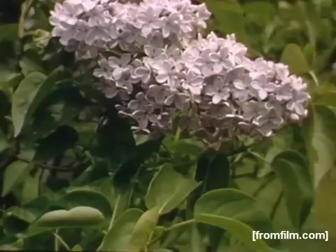 The still from 'Home Movies: Rochester/Niagara Falls 1948-1950' features a close-up of lilac flowers amidst lush green foliage. The vibrant purple blooms contrast beautifully with the surrounding leaves, capturing a serene moment in nature. This imagery reflects the nostalgic and personal feel of home movies from that era.
