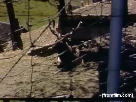 The still from 'Home Movies: Rochester/Niagara Falls 1948-1950' depicts a fenced area with what appears to be a person or animal resting on the ground. The scene is set outdoors, likely capturing a rural or less urban environment, and is framed by barbed wire, suggesting a sense of enclosure or protection. The colors are vibrant, typical of the era's home movies, which often aimed to capture everyday life and familiar local settings.