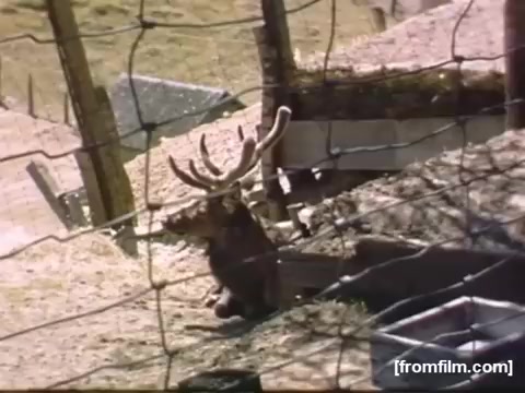 The still features a deer with antlers, positioned behind a fence, suggesting a rural or farm setting. The image captures a serene moment, indicative of the casual, home movie style of the era, likely showcasing everyday life in the Rochester/Niagara Falls region between 1948 and 1950. The surrounding environment appears natural, emphasizing the simplicity and charm of the time.