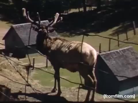 The still from 'Home Movies: Rochester/Niagara Falls 1948-1950' features an elk standing near a rustic, wooden shed. The elk has visible antlers and is set against a backdrop of greenery and fences, capturing a moment that reflects outdoor life and wildlife in the mid-20th century. The scene evokes a sense of nostalgia and connection to nature typical of that era.