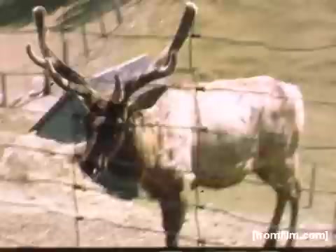 The still features a moose, characterized by its large antlers, standing in a natural setting. The animal is behind a fence, indicating it may be in a controlled environment like a zoo or wildlife park. The scene is captured in a nostalgic, muted color palette typical of 16mm film from the late 1940s to early 1950s, evoking a sense of history and simplicity in the depiction of wildlife.