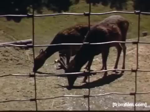 The still depicts two deer grazing in an enclosure, seen through a fence. The scene captures a moment of wildlife in a naturalistic setting, reflecting the themes of domesticity and nature present in the home movie collection from Rochester and Niagara Falls during the late 1940s. The colors are vivid, typical of film from that era.