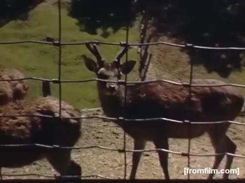 The still from 'Home Movies: Rochester/Niagara Falls 1948-1950' features a close-up of a deer behind a wire fence, likely in a zoo or wildlife park setting. The scene captures the deer’s antlers and inquisitive expression, with greenery visible in the background, indicating a natural environment. The film's historical context suggests an everyday moment during that era, highlighting local wildlife and leisure activities.