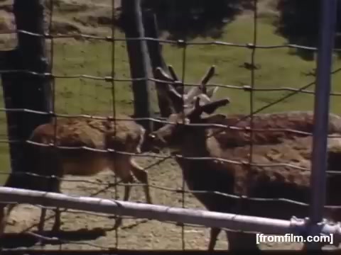 The still from 'Home Movies: Rochester/Niagara Falls 1948-1950' depicts two deer within a fenced enclosure, set against a natural backdrop. The scene captures a moment of wildlife observation, likely reflecting familiar themes of nature and local attractions during that era. The film likely emphasizes everyday experiences and the relationship between people and the environment in post-war America.
