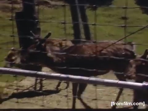 The still depicts a close-up of reindeer in a fenced enclosure, likely at a zoo or similar attraction. The scene captures the animals in a natural setting, with green grass in the background, reflecting the everyday life and attractions of the Rochester/Niagara Falls area during the late 1940s.