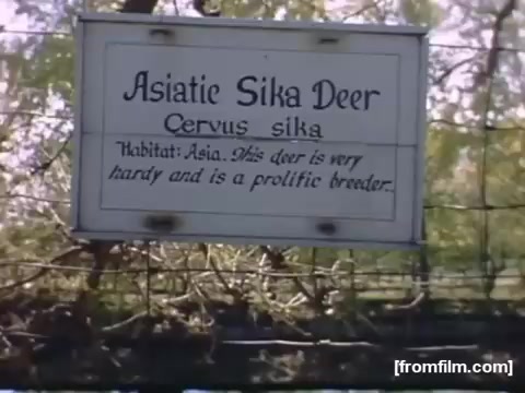 The still features a sign that reads 'Asiatic Sika Deer' and provides scientific information about the species, including its habitat in Asia and characteristics of hardiness and prolific breeding. The context suggests this is a scene from a home movie documenting wildlife or a zoo setting in the Rochester/Niagara Falls area during the late 1940s to early 1950s. The sign is likely part of an educational display for viewers.