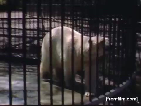 The still captures a polar bear inside a cage, likely at a zoo, showcasing a moment from everyday life in Rochester/Niagara Falls between 1948 and 1950. The bear appears to be interacting with its environment, providing a glimpse into mid-20th century wildlife exhibitions. The image may evoke nostalgia and reflect attitudes toward animals and conservation during that era.