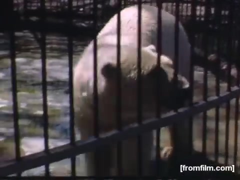 The still captures a polar bear in a zoo setting, framed by metal bars. The bear appears to be in a watery enclosure, emphasizing the theme of wildlife and captivity. The image is likely part of the home movie footage showcasing everyday life in Rochester and Niagara Falls during the late 1940s to early 1950s.