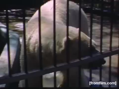 The still depicts a polar bear in a zoo setting, viewed through bars of its enclosure. The bear appears to be turning away from the camera, and the background is blurred, suggesting a naturalistic environment. This image likely captures a moment from the home movie showcasing local attractions from Rochester and Niagara Falls during the late 1940s.