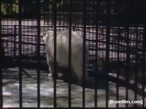 The still from 'Home Movies: Rochester/Niagara Falls 1948-1950' features a white bear in a zoo enclosure. The bear is seen walking near a cage-like structure, suggesting a focus on wildlife and perhaps the experience of visitors observing animals during that era. The composition underscores a historical context, emphasizing human-animal interactions in mid-20th century America.