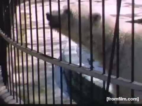 The still depicts a polar bear behind bars, likely in a zoo setting. The bear is partially obscured by the vertical bars of its enclosure, suggesting a moment of interaction or curiosity. The background suggests a water element, highlighting the bear’s natural habitat. The overall scene captures a glimpse into mid-20th century wildlife portrayals, reflecting the conditions of zoo animals during that era.