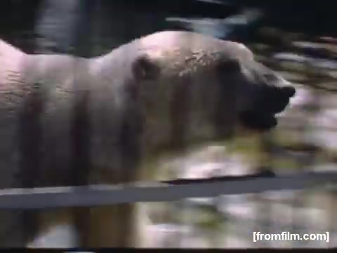The still from 'Home Movies: Rochester/Niagara Falls 1948-1950' shows a bear, likely viewed in a zoo setting. The bear appears to be in motion, possibly interacting with its environment. The scene captures a moment in time, offering a glimpse into the wildlife experiences of that era. The surrounding context suggests a casual, observational style typical of home movies from the late 1940s to early 1950s.