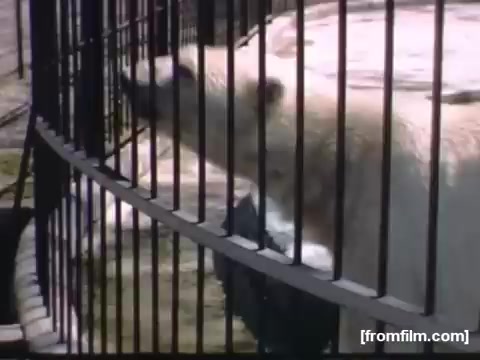 The still depicts a polar bear behind bars, likely in a zoo setting, reflecting mid-20th century family outings and leisure activities in Rochester or Niagara Falls. The image captures a moment of engagement with nature, showcasing the fascination people had with wildlife during that era.