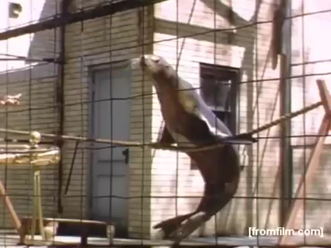 The still captures a sea lion leaping out of the water, likely part of a performance, within a cage at a zoo or marine park. The background features a simple building, suggesting a casual environment typical of family outings in the late 1940s. The coloring and lighting reflect the vintage quality of 16mm film, emphasizing a nostalgic charm.