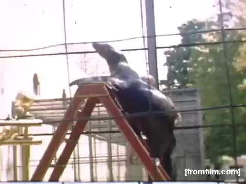 The still from 'Home Movies: Rochester/Niagara Falls 1948-1950' features a seal on a wooden ladder, situated within a fenced enclosure, likely at a zoo or carnival. The seal appears to be balancing or posing on the ladder, with a backdrop of trees and possibly other structures visible, indicative of a lively outdoor setting. The image captures a playful moment, emphasizing the charm of mid-century entertainment.