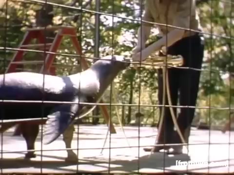 The still from 'Home Movies: Rochester/Niagara Falls 1948-1950' captures a moment featuring a seal in a fenced enclosure, interacting with a person who appears to be training or feeding it. A ladder is visible in the background, suggesting a setting that may involve a performance or presentation. The scene conveys a nostalgic atmosphere reflective of the time period.