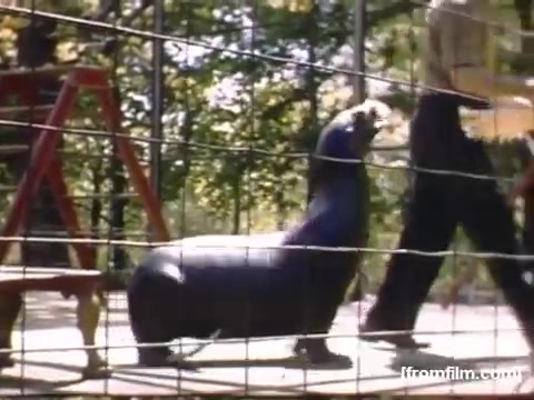 The still captures a playful moment in a zoo or amusement setting, featuring a seal interacting with a handler. The scene includes a metal fence in the foreground, hinting at an enclosure, while the backdrop is filled with greenery. The vivid colors and casual atmosphere suggest a nostalgic view of recreational life in the late 1940s.