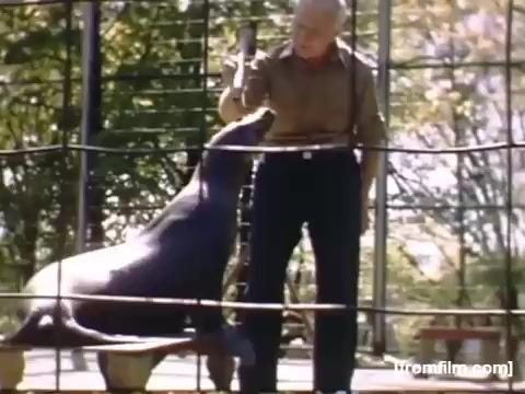 The still captures a scene from 'Home Movies: Rochester/Niagara Falls 1948-1950,' featuring an elderly man interacting with a seal in a zoo setting. The man appears to be holding something in his hand, possibly a treat or toy, while the seal is leaning against the enclosure, seemingly engaged in the interaction. The background suggests a natural, sunny day, with greenery indicating a park-like atmosphere. The image reflects a moment of connection between humans and animals typical of mid-20th century family outings.