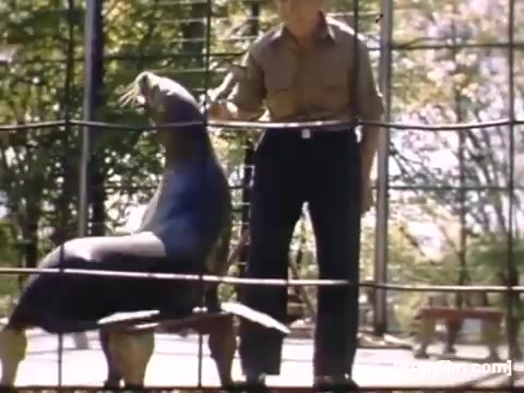 The still captures a man in a button-up shirt interacting with a sea lion in a zoo setting. The sea lion is perched on a platform, appearing engaged with the man. The background features lush greenery, suggesting a warm, sunny day. This moment reflects a casual, personal experience during visits to local attractions in the Rochester/Niagara Falls area between 1948 and 1950.