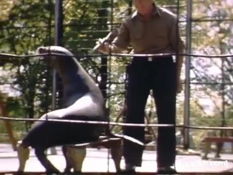 The still features a man interacting with a sea lion in a zoo setting. The man is positioned outside a enclosure, using a stick or pole to engage the sea lion, which appears to be sitting and attentive. The scene captures a moment of animal training or performance, set against a backdrop of greenery, highlighting a casual outdoor environment typical of mid-20th century recreational spaces.