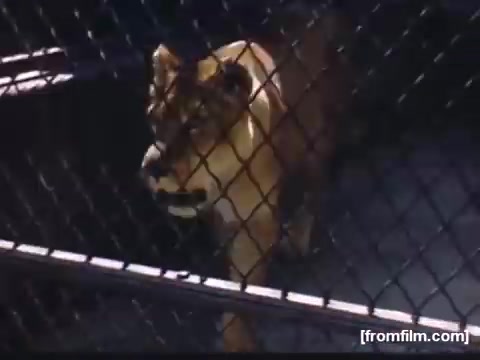 The still depicts a lioness walking within a fenced enclosure. The scene likely captures a moment from a trip to a zoo or animal park during the late 1940s in Rochester or Niagara Falls. The color and style reflect the era's home movie aesthetic, emphasizing the everyday experience of observing wildlife.