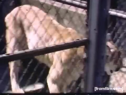 The still from 'Home Movies: Rochester/Niagara Falls 1948-1950' captures a brown dog in a cage, likely at a zoo or animal exhibit. The image features a chain-link fence, suggesting confinement. The setting reflects mid-20th-century Americana, characterized by casual observation of animals, typical of home movie culture during that era.