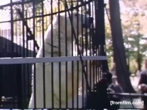 The still from 'Home Movies: Rochester/Niagara Falls 1948-1950' depicts a polar bear standing in a cage, likely at a zoo. The bear is prominently visible along with a blurred background that suggests a park or zoo setting, where a few individuals can be seen observing the animal. The scene captures a moment of wildlife interaction during the late 1940s, showcasing both the animal and the public's fascination with it.