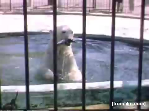 The still depicts a polar bear in a confined enclosure, sitting in a small pool of water. The bear appears engaged, possibly playing with a toy or a piece of food. The setting suggests a zoo environment, indicated by the bars of the cage and the surrounding concrete. This moment captures an intimate glimpse of wildlife in a mid-20th century context, reflective of the era's public fascination with exotic animals.