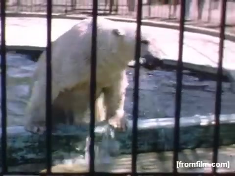 The still features a polar bear in captivity, positioned in a small pool surrounded by a metal fence. The bear appears to be partially submerged, with water splashing around its paws. The setting is likely a zoo, indicative of mid-20th century wildlife exhibitions. The overall ambiance suggests a nostalgic look at animals in recreational and urban spaces during the late 1940s.