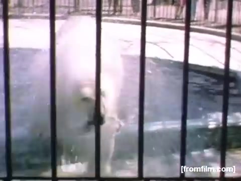 The still depicts a polar bear splashing in a pool, viewed through a metal fence. The bright colors and water create a lively scene, evoking a sense of leisure and amusement typical of mid-20th century family outings. The context suggests it is from home movies capturing moments from Rochester and Niagara Falls between 1948 and 1950.