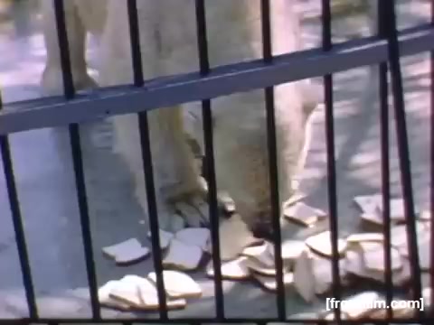 The still captures a scene from a zoo, focusing on a lion standing close to the bars of its enclosure. Surrounding its feet are several discarded slices of bread, hinting at either feeding or waste. The muted colors suggest a nostalgic, vintage aesthetic typical of 16mm film from the late 1940s. The overall composition evokes a sense of both curiosity and confinement.