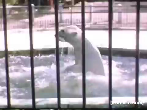 The still depicts a polar bear swimming in a small enclosure, partially submerged with water splashing around it. The image is framed by metal bars, indicating the bear is in a zoo setting. This scene captures a moment of leisure, possibly intended to evoke nostalgia or reflection on wildlife in captivity during the late 1940s. The colors are vivid, typical of film from that era, adding to the historical context of the home movies.