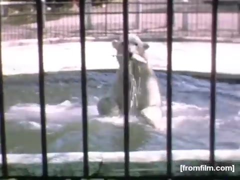 The still features a polar bear in a zoo setting, partially submerged in water, playfully engaging with its environment. The bear is seen through metal bars, indicating its enclosure. The scene captures a moment of wildlife interaction, likely intended to evoke a sense of nostalgia from the late 1940s, highlighting leisure activities around Rochester and Niagara Falls during that era.