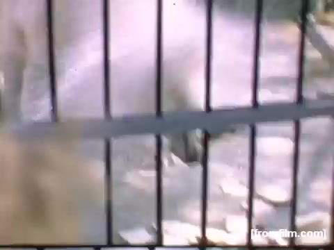 The still depicts a close-up view of an animal inside a zoo or wildlife enclosure. The scene captures blurred motion, suggesting activity as the animal interacts with its environment amidst a metal grid barrier. The warm color tones and general ambiance reflect the timeframe of 1948-1950, contributing to a nostalgic feel.