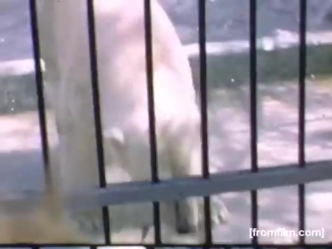 The still from 'Home Movies: Rochester/Niagara Falls 1948-1950' features a close-up of a polar bear behind bars in a zoo setting. The bear appears to be moving, with a blurred background suggesting an outdoor environment. The image captures a moment of interaction between the animal and its enclosure, reflective of the mid-20th century's approach to wildlife exhibitions.