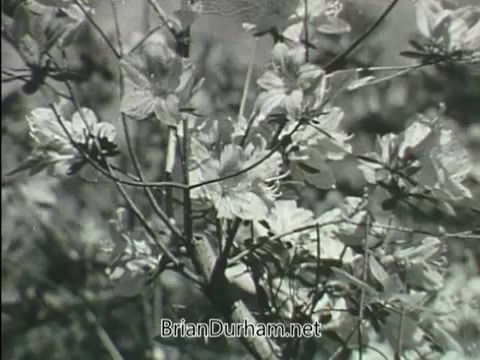The still from the 1968 'Junior GI Bill PSA' features a close-up of blooming flowers, capturing their delicate petals and intricate details. The black-and-white cinematography emphasizes the natural beauty and serene quality of the scene, likely symbolizing growth and opportunity in the context of the Junior GI Bill.