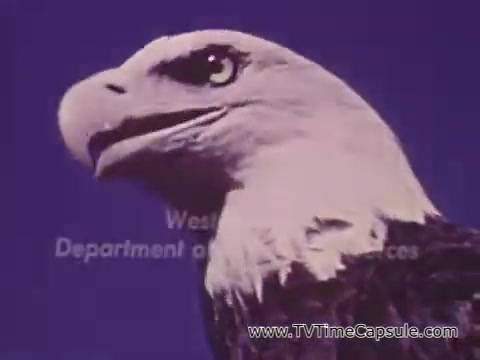 The still from the 'West Virginia Department of Natural Resources PSA' features a close-up of a majestic eagle. The background is a solid, vibrant blue, which contrasts with the eagle's detailed feathers and striking eyes. The image emphasizes the theme of wildlife conservation, highlighting the importance of protecting natural habitats for animals. The eagle represents freedom and the beauty of nature, underlining the message about the balance between human development and wildlife preservation.