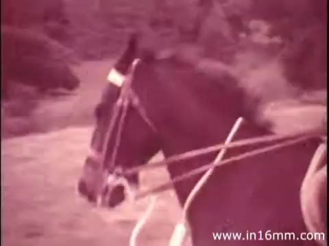 The still features a close-up of a horse in a natural setting, presumably part of a scene from a Canada Dry commercial starring Robert Strauss. The image has a warm, vintage tone typical of 16mm film, capturing the horse's profile with harness details visible. The background suggests a rural landscape, enhancing the commercial's outdoor theme.